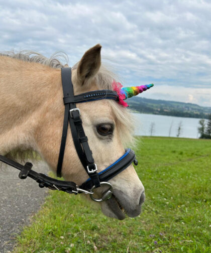 einhorn-caja