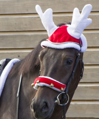 rentierhaube-pony