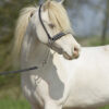 showhalfter-shine-schwarz-pony