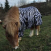 wh-fliegendecke-zebra