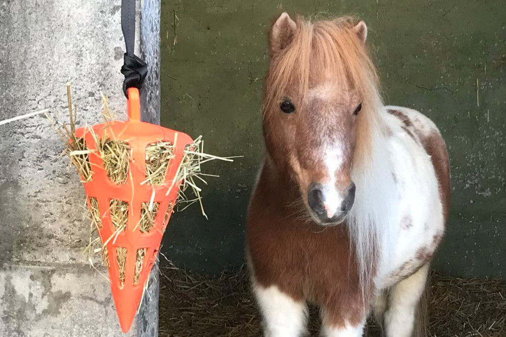 Shetty Pflege & Haltung